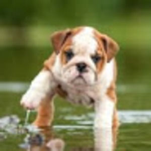 Meet your Posher, Sophia